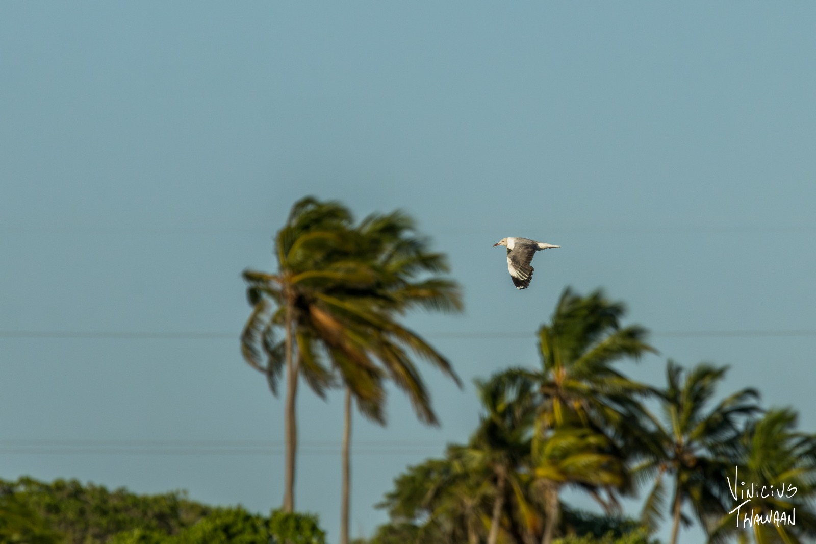 Observaçãode aves no Rio Aracatiaçu